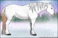 Horse Color:Brown Appaloosa 