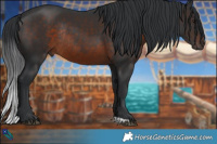 Horse Color:Brown Rabicano 