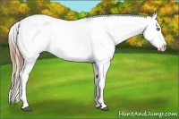 Horse Color:Brown Pearl Sabino Appaloosa 