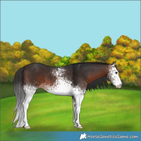 Horse Color:White Spotted Brown 