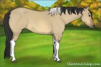Horse Color:Buckskin Dun Tobiano 