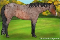 Horse Color:Bay Roan Splash