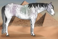 Horse Color:White Spotted Black Ice Splash