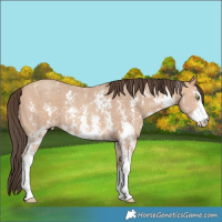 Horse Color:Sable Champagne Sabino 