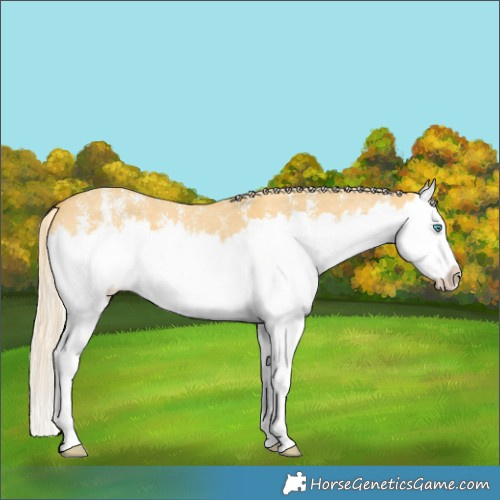 Horse Color:Palomino Dun Sabino Splash 
