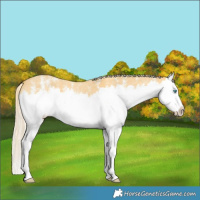 Horse Color:Palomino Dun Sabino Splash 