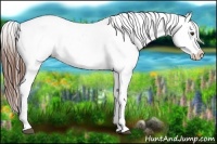 Horse Color:Chestnut Appaloosa 