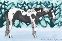 Horse Color:Blue Roan Splash Tobiano 
