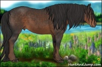 Horse Color:Liver Chestnut Rabicano 
