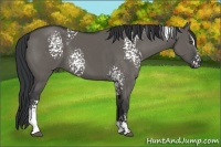 Horse Color:White Spotted Grullo Sabino