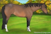 Horse Color:Buckskin Roan