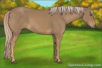 Horse Color:Palomino