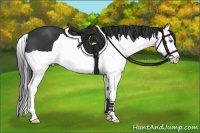 Horse Color:Black Splash