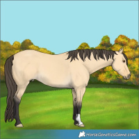 Horse Color:Buckskin Dun