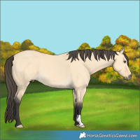 Horse Color:Buckskin Dun 