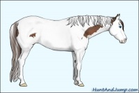 Horse Color:Liver Chestnut Splash Tobiano Rabicano