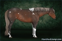 Horse Color:White Spotted Liver Chestnut Tobiano Rabicano
