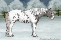 Horse Color:Silver Black Ice Sabino Tobiano Appaloosa
