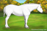 Horse Color:Gray Bay