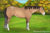 Horse Color:Amber Champagne Sabino