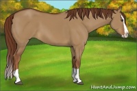 Horse Color:Red Dun Splash 
