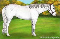 Horse Color:White Spotted Silver Bay Splash Rabicano 