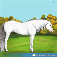 Horse Color:Brown Roan Appaloosa 