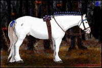 Horse Color:Buckskin Appaloosa 