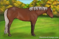 Horse Color:Silver Bay