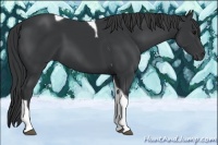 Horse Color:Black Tobiano 