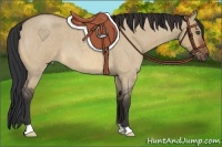 Horse Color:Bay Roan Dun