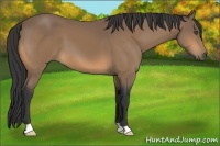Horse Color:Buckskin 