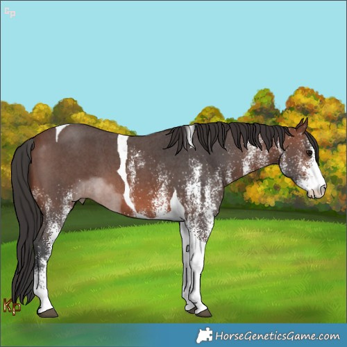 Horse Color:White Spotted Brown Tobiano 