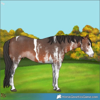 Horse Color:White Spotted Brown Tobiano 