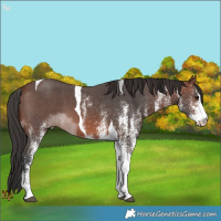 Horse Color:White Spotted Brown Tobiano 