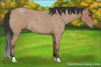 Horse Color:Buckskin Roan 