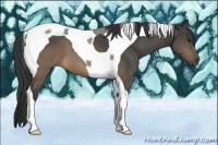 Horse Color:Buckskin Tobiano