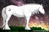 Horse Color:Cremello Appaloosa 