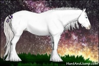Horse Color:Cremello Appaloosa 