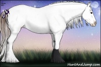 Horse Color:Brown Appaloosa 