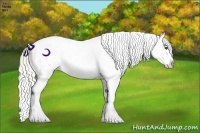 Horse Color:Silver Buckskin Appaloosa  Brindle
