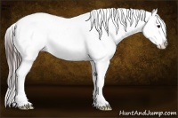 Horse Color:Brown Ice Appaloosa Rabicano