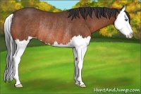 Horse Color:Bay Splash Rabicano