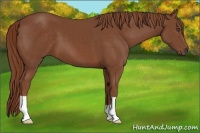 Horse Color:Chestnut 