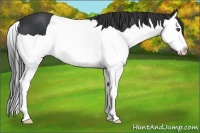 Horse Color:Black Splash