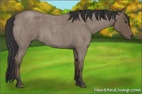 Horse Color:Buckskin Roan 