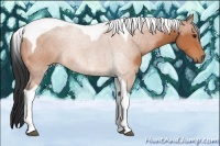 Horse Color:Bay Tobiano 