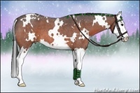 Horse Color:White Spotted Bay Roan Splash