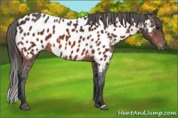 Horse Color:Bay Appaloosa 