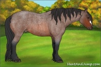 Horse Color:Bay Roan 